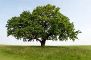 oak-tree-1